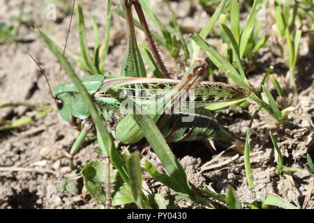 Eine grüne und schwarze Heuschrecke sich Tarnung im Gras über den Boden, Schuß aus einer Seite, der an einem sonnigen Tag im Sommer Stockfoto