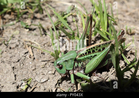 Eine grüne und schwarze Heuschrecke sich Tarnung im Gras über den Boden, von vorne erschossen, der an einem sonnigen Tag im Sommer Stockfoto