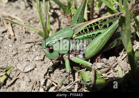 Eine grüne und schwarze Heuschrecke sich Tarnung im Gras über den Boden, von vorne erschossen, der an einem sonnigen Tag im Sommer Stockfoto