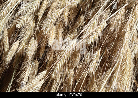 Eine enge Sicht auf ein Bündel von gelb Weizen Spikes und Stängel Trocknen an der Sonne während ein Sommertag Stockfoto