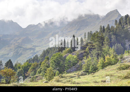 Eine Landschaft von Blue nebligen Himmel, hohe Berge, Tanne und Kiefer Wälder und grüne Wiesen und Weiden im Val d'Otro, Region Piemont, Alpen, Italien Stockfoto