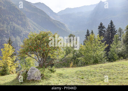 Eine Landschaft aus laub baum, hohe Berge, Tanne und Kiefer Wälder und grüne Wiesen und Weiden im Val d'Otro, Region Piemont, Alpen, Italien Stockfoto