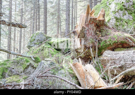 Ein gebrochener Kiefer Baumstumpf mit etwas Holz- Moos bedeckt Protokolle mit Motorsäge schnitt durch Holzfäller, im Val d'Otro Tal, Alpen, Piemont, Italien Stockfoto