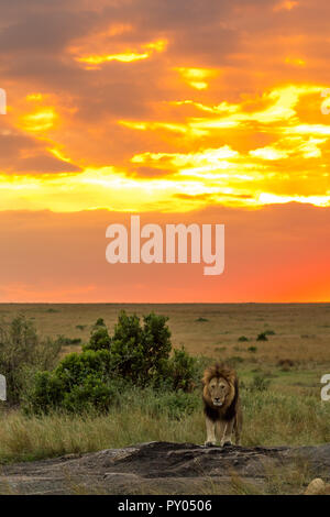 Dieses Bild von Lion walking ist in der Masai Mara in Kenia. Stockfoto