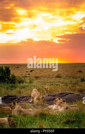 Dieses Bild von Löwe Familie ist in der Masai Mara in Kenia. Stockfoto