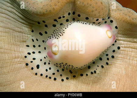 Gemeinsame calpurnus, Nabelschnur Eierschale oder Warzige/wenig Ei Cowry (Calpurnus Verrucosus), Sabang Beach, Mindoro, Philippinen Stockfoto