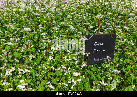 Ein Zeichen in einem Feld von Buchweizen (Fagopyrum esculentum) Sagen "Gründüngung" Stockfoto