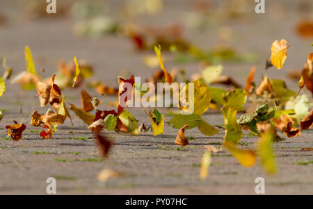 Blätter im Herbst weht im Wind, Großbritannien Stockfoto