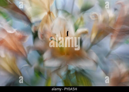 In der Nähe von staubblättern von Lilium Stargazer, Manila, Philippinen Stockfoto