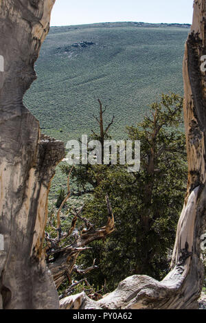 Ancient Bristlecone Pine Tree - diese alten Bäume verdreht haben und knorrige Features. Kalifornien - White Mountains Stockfoto