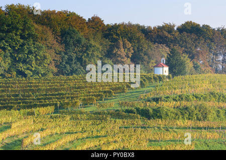 Zavrc: Weinberg, Weinbaugebiet, Hügel, Kapelle in Haloze, Stajerska (Steiermark), Slowenien Stockfoto