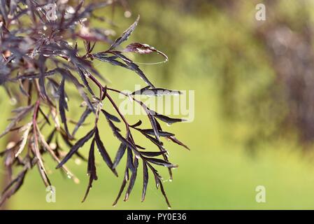 Chinesische Ahorn Busch mit Tautropfen auf den Blättern und die Spinnweben in den frühen Morgen auf einen Fall Idaho morgen. Stockfoto