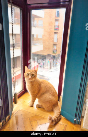 Katze sitzend durch ein Fenster Stockfoto