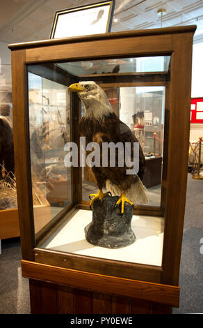 Taxidermied Weißkopfseeadler auf Anzeige in der Geschichte Museum in Kalispell, Montana Stockfoto