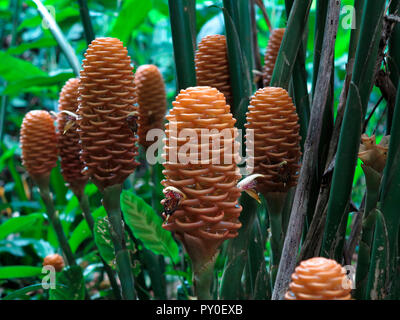 Nahaufnahme von Zingiber spectabile Blumen (Beehive Ginger) im tropischen Regenwald, Davao, Mindanao, Philippinen Stockfoto