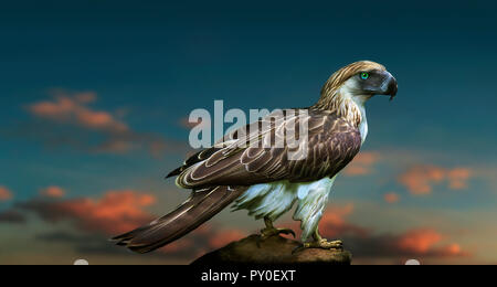 Philippinische Adler auf unscharfen Hintergrund mit Sonnenuntergang Wolken, Davao, Mindanao, Philippinen Stockfoto