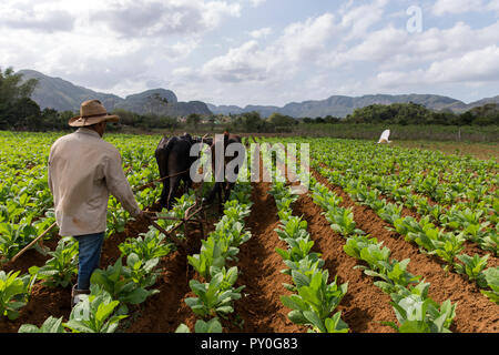 Landwirt mit Vieh große Tabak Feld zu pflügen, Vinales, Provinz Pinar del Rio, Kuba Stockfoto