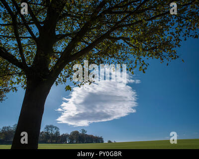 Baum und dramatische Cloud gegen den blauen Himmel, Wentworth, South Yorkshire, England Stockfoto