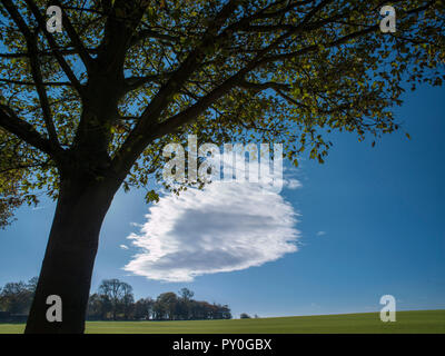 Baum und dramatische Cloud gegen den blauen Himmel, Wentworth, South Yorkshire, England Stockfoto