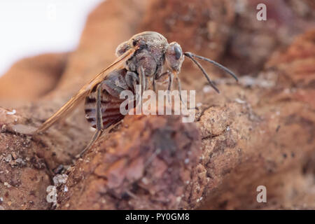 Knopper gall Wasp (Andricus quercuscalicis). Surrey, Großbritannien. Stockfoto