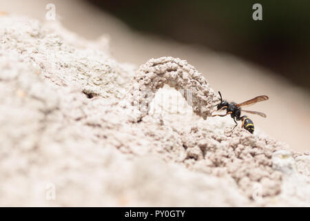 Stachelige mason Wasp (Odynerus spinipes) mit Nest Schornstein aus Lehm gebaut. Dorset, Großbritannien. Stockfoto