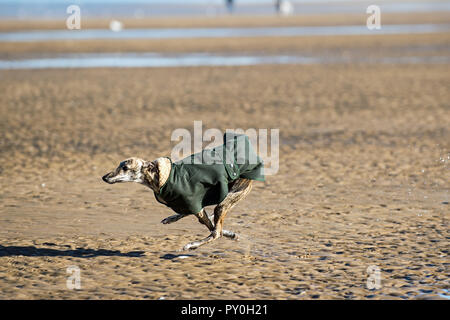 Whippet laufen am Strand. Stockfoto