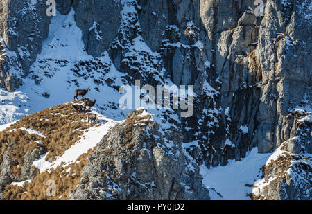 Gämsen auf einem Bergrücken der Bucegi Bergen im Winter, mit hohen Felsen im Hintergrund, Rumänien Stockfoto