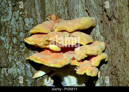 Laetiporus sulfureus (Schwefel polypore) ist eine Pflanzenart aus der Gattung der Halterung Pilz in Europa und Nordamerika gefunden. Es können parasitäre werden. Stockfoto