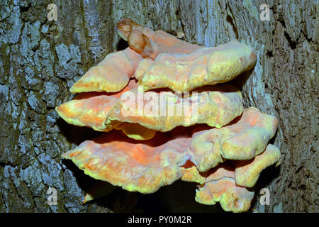 Laetiporus sulfureus (Schwefel polypore) ist eine Pflanzenart aus der Gattung der Halterung Pilz in Europa und Nordamerika gefunden. Es können parasitäre werden. Stockfoto