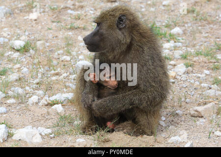 Olive Baboon Mutter ihr Baby Holding an der Buffalo Springs National Reserve, Isiolo County, Kenia, Ostafrika. Stockfoto