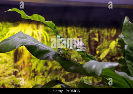 Lisboa, Portugal - 3. März 2014: Ozeanarium tropischen Kröten Stockfoto