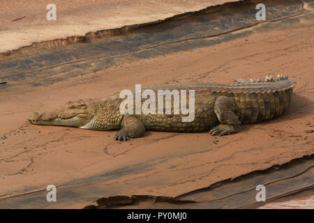 Eine Nil Krokodil in der Sonne zu liegen an den Ufern des Ewaso Ngiro Flusses gegenüber der Sarova Shaba Game Lodge in der Shaba National Reserve, Kenia. Stockfoto