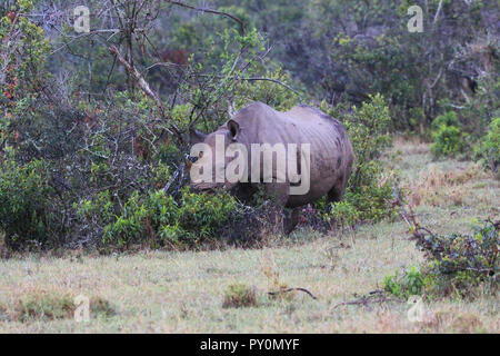 Ein Black Rhino in der Nähe der Ol Pejeta Conservancy in Laikipia County, Kenia. Safari Tour vom Sweetwaters Tented Camp. Stockfoto