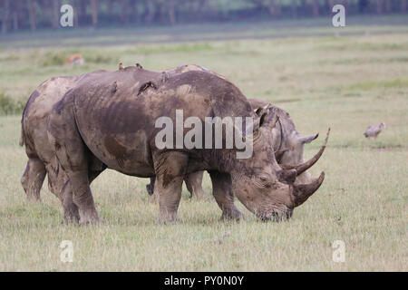 Drei weiße Nashörner Beweidung in Lake Nakuru, Kenia, mit Red-billed oxpecker Vögel sitzen auf dem Rücken. Stockfoto