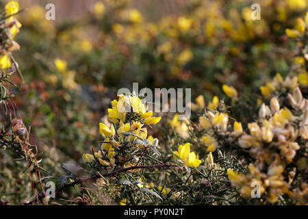 Wilde gelbe dornigen Blumen an verschiedenen Reifung Stadien mit schönen Licht. Nördlichen portugiesischen Wiesen im Herbst. Stockfoto