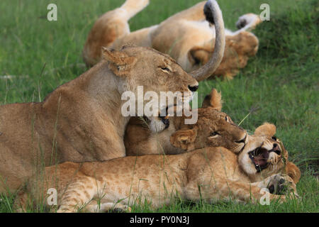 Eine Löwin und ihre Jungen sind Festlegung auf Gras in der Masai Mara Game Park, in der Nähe der Sarova Mara Camp, in Brisighella County, Kenia. Stockfoto