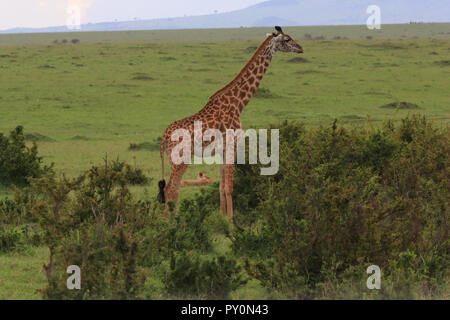 Masai giraffe steht neben niedrigen Bürste mit Löwen zwischen den Beinen an der Masai Mara Game Park sichtbar, in der Nähe der Sarova Mara Camp in Kenia. Stockfoto