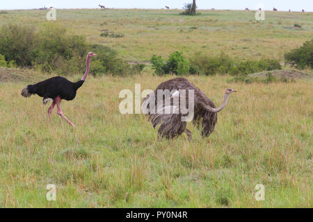 Ein männlicher Strauß mit schwarzen Federn geht hinter einem weiblichen Strauß (grau) an der Masai Mara Game Park, Narok County, Kenia. Stockfoto