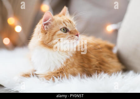 Red Tabby Katze auf Sofa mit Schaffell zu Hause Stockfoto