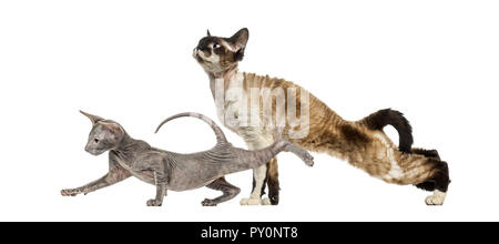 Devon Rex, Peterbald Kätzchen, vor weißem Hintergrund Stockfoto