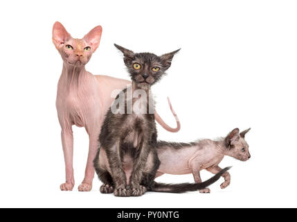 Sphynx Katze mit zwei Lykoi Kätzchen, vor weißem Hintergrund Stockfoto