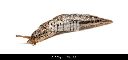 Limax maximus, wörtlich, "größte Slug", die von der gemeinsamen Namen großen grauen Slug und Leopard slug bekannt, vor weißem Hintergrund Stockfoto