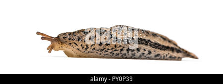 Limax maximus, wörtlich, "größte Slug", die von der gemeinsamen Namen großen grauen Slug und Leopard slug bekannt, vor weißem Hintergrund Stockfoto