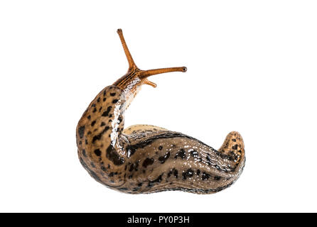 Limax maximus, wörtlich, "größte Slug", die von der gemeinsamen Namen großen grauen Slug und Leopard slug bekannt, vor weißem Hintergrund Stockfoto