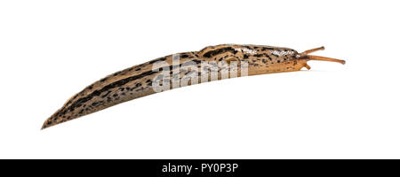 Limax maximus, wörtlich, "größte Slug", die von der gemeinsamen Namen großen grauen Slug und Leopard slug bekannt, vor weißem Hintergrund Stockfoto