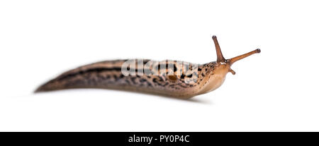 Limax maximus, wörtlich, "größte Slug", die von der gemeinsamen Namen großen grauen Slug und Leopard slug bekannt, vor weißem Hintergrund Stockfoto