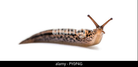 Limax maximus, wörtlich, "größte Slug", die von der gemeinsamen Namen großen grauen Slug und Leopard slug bekannt, vor weißem Hintergrund Stockfoto