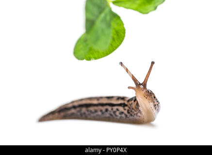 Limax maximus, wörtlich, "größte Slug", die von der gemeinsamen Namen großen grauen Slug und Leopard slug bekannt, vor weißem Hintergrund Stockfoto