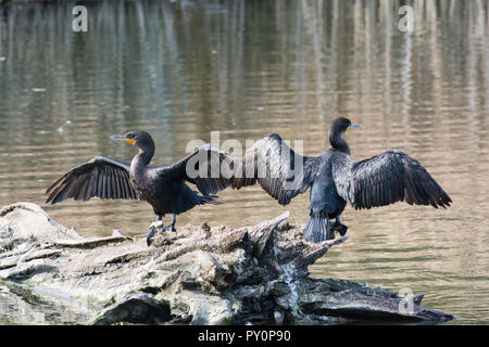 Zwei double-Crested Kormorane trocknen Ihre Flügel beim Stehen auf einem Baumstamm in einen Teich. Stockfoto