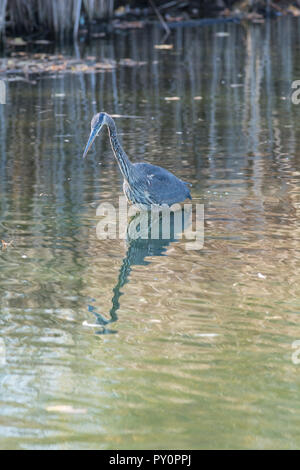 Ein Great Blue Heron watet in einem Teich in Ontario, Kanada. Stockfoto